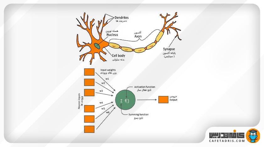 رفتار یک نورون عصبی