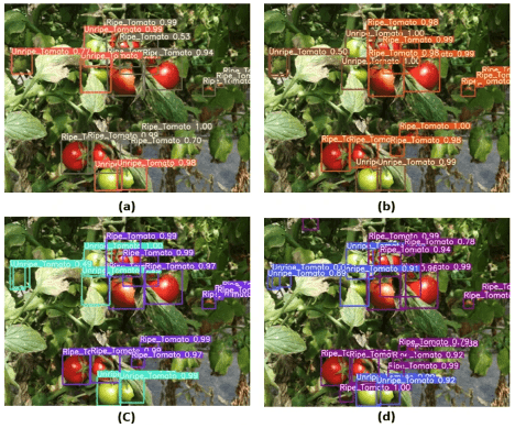 تشخیص گوجه‌فرنگی براساس فریم‌ورک اصلاح‌شده YOLOv3